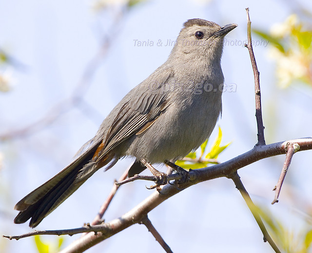 GRAY CATBIRD
Dumetella carolinensis
May 21, 2007