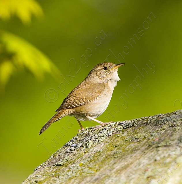 HOUSE WREN
Troglodytes aedon
May 26, 2007