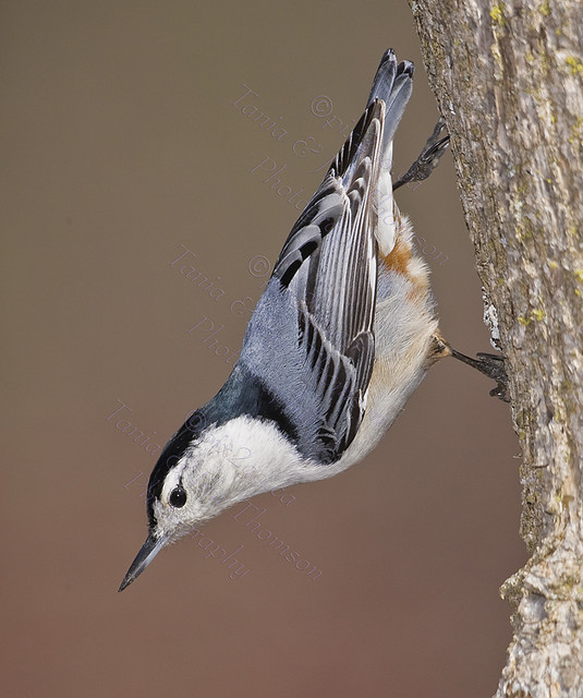 WHITE-BREASTED NUTHATCH
Sitta carolinensis
April 6, 2008