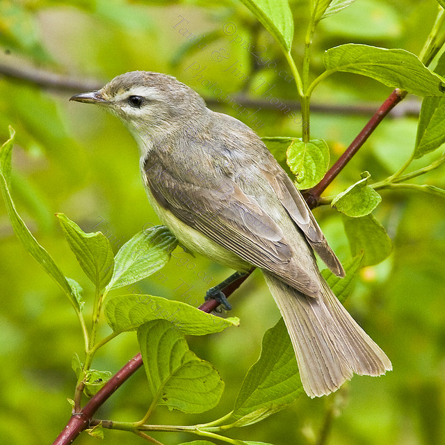 A QUIET MOMENT
Warbling Vireo
Vireo gilvus
June 1, 2008