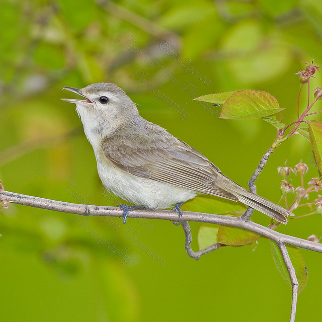 GLOBAL WARBLING
Warbling Vireo
Vireo gilvus
June 6th, 2008