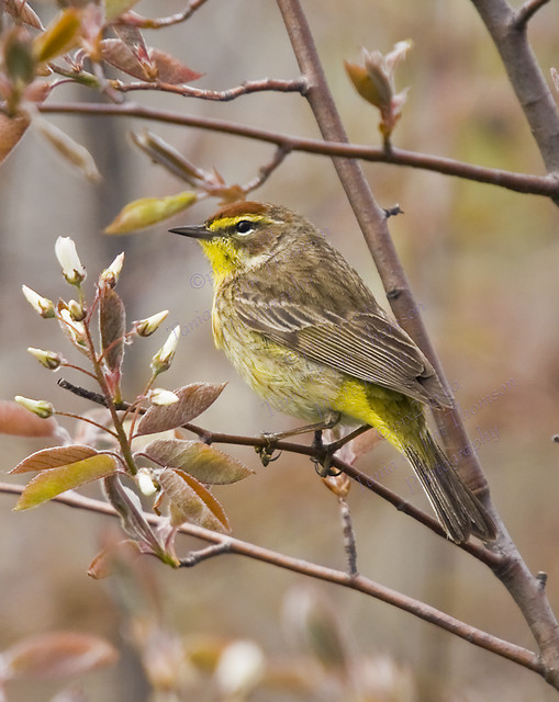 HIDDEN TREASURE
Palm Warbler
Dendroica palmarum
May 7, 2006