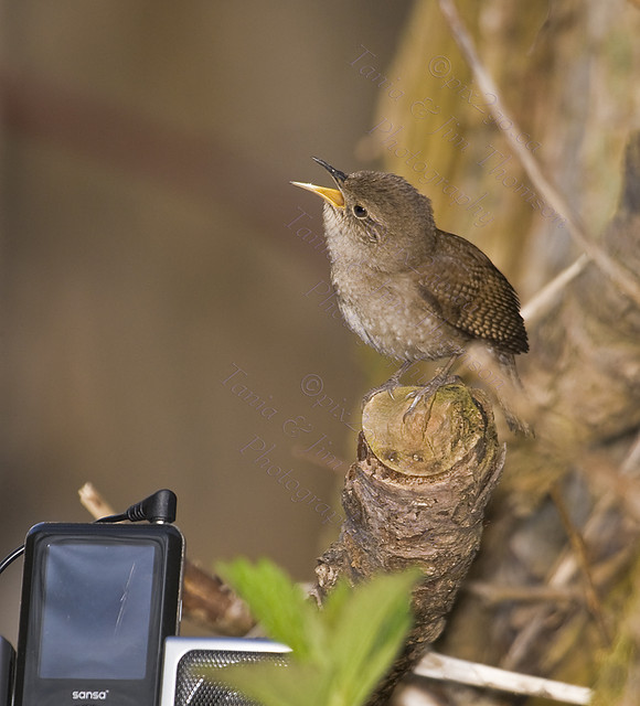 WITH A SONG
IN MY HEART
House Wren
Troglodytes aedon
April 27, 2008