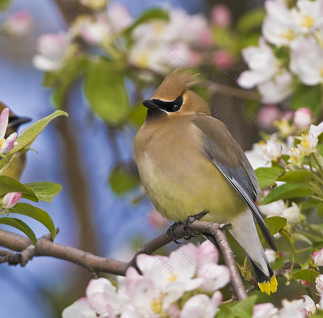 FULL OF PETALS
Cedar Waxwing 
Bombycilla cedrorum
May 19, 2008