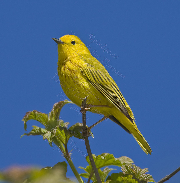 TOP O' THE MORNIN'
Yellow Warbler
Dendroica petechia
May 10, 2008
