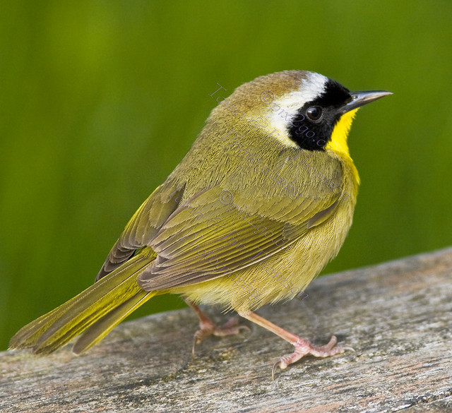 STRUTTIN' HIS STUFF
Common Yellowthroat
Geothlypis trichas
May 19, 2008