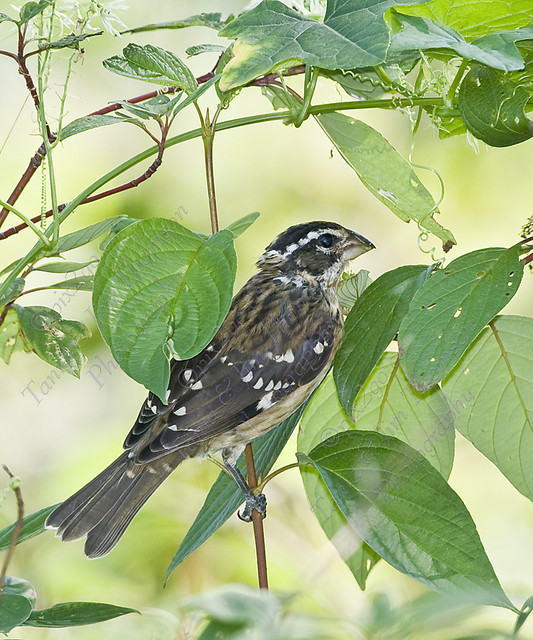 ROSE-BREASTED GROSBEAK
Pheucticus ludovicianus
Sept. 1, 2007