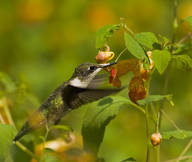 RUBY-THROATED HUMMINGBIRD
Archilochus colubris
Sept. 3, 2007