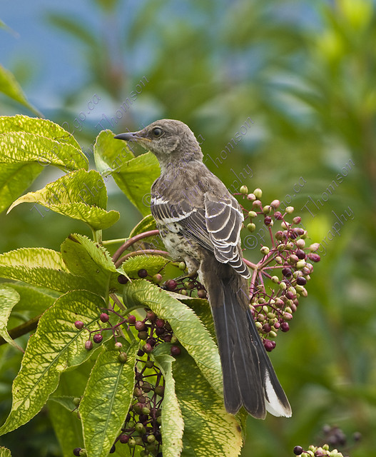 NORTHERN MOCKINGBIRD
Mimus polyglottos
Aug. 26, 2007