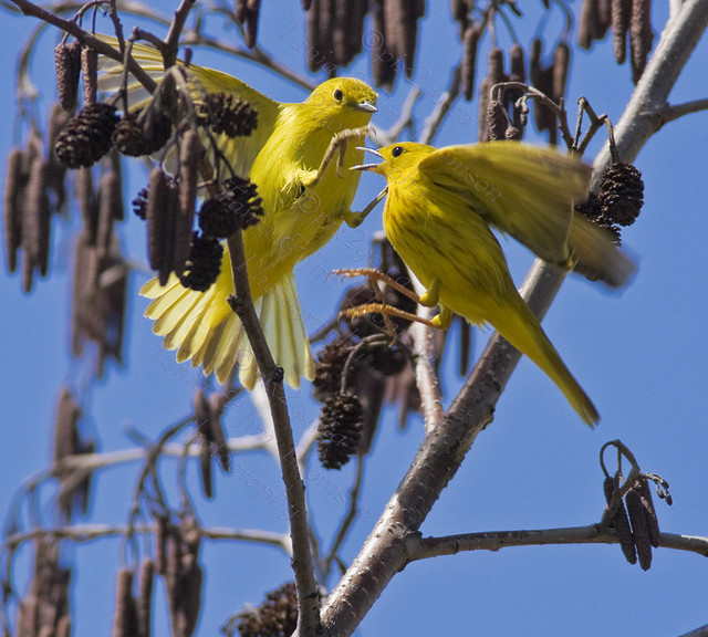 NOT SO MELLLOW, YELLOW
Yellow Warbler
Dendroica petechia
May 10, 2008
