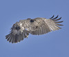 RED-TAILED HAWK
Buteo jamaicensis
June 14, 2009