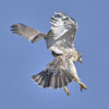 RED-TAILED HAWK
Buteo jamaicensis
June 14, 2009