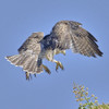 RED-TAILED HAWK
Buteo jamaicensis
June 14, 2009