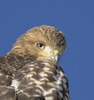 RED-TAILED HAWK
Buteo jamaicensis
June 14, 2009