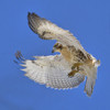 RED-TAILED HAWK
Buteo jamaicensis
June 14, 2009