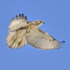 RED-TAILED HAWK
Buteo jamaicensis
June 14, 2009