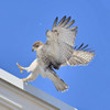 RED-TAILED HAWK
Buteo jamaicensis
June 14, 2009