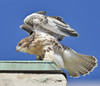 RED-TAILED HAWK
Buteo jamaicensis
June 14, 2009