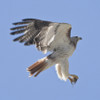 RED-TAILED HAWK
Buteo jamaicensis
June 14, 2009