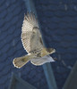 RED-TAILED HAWK
Buteo jamaicensis
June 21, 2009