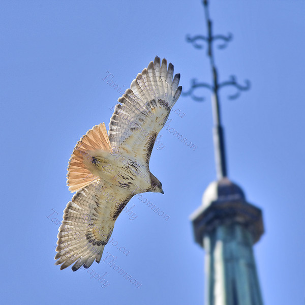 RED-TAILED HAWK
Buteo jamaicensis
June 21, 2009