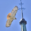 RED-TAILED HAWK
Buteo jamaicensis
June 21, 2009