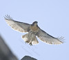 RED-TAILED HAWK
Buteo jamaicensis
June 21, 2009