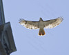 RED-TAILED HAWK
Buteo jamaicensis
June 21, 2009