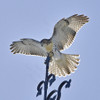 RED-TAILED HAWK
Buteo jamaicensis
June 21, 2009