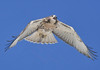 RED-TAILED HAWK
Buteo jamaicensis
June 27, 2009