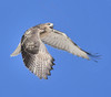 RED-TAILED HAWK
Buteo jamaicensis
June 27, 2009